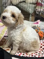 Willow Blue collar MINI, a male Goldendoodle for sale in Summerfield, FL – 6 of 6