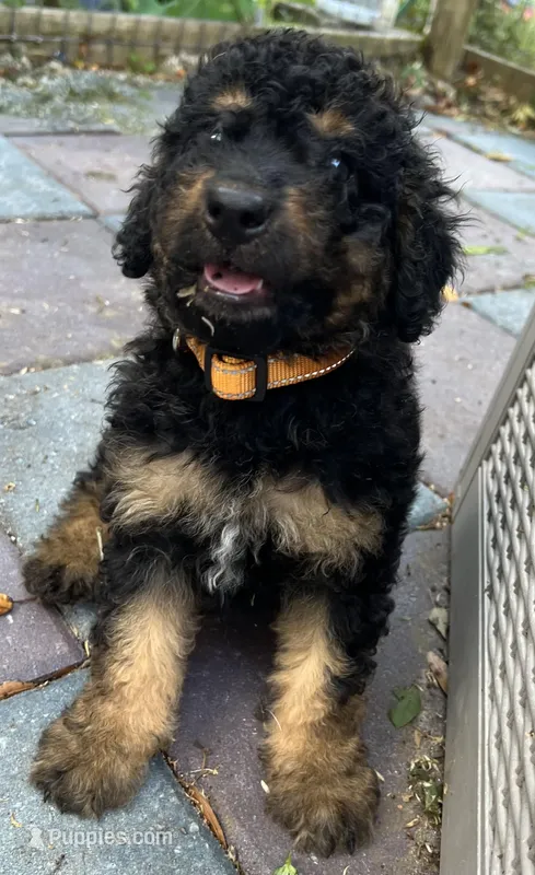 Oppie Mini/ Medium – Miniature Goldendoodle puppy for sale in Summerfield, FL