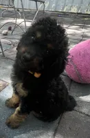 Oppie Mini/ Medium, a male Miniature Goldendoodle for sale in Summerfield, FL – Photo 3 of 6