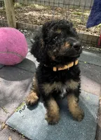 Oppie Mini/ Medium, a male Miniature Goldendoodle for sale in Summerfield, FL – Photo 6 of 6