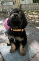 Oppie Mini/ Medium, a male Miniature Goldendoodle for sale in Summerfield, FL – Photo 4 of 6