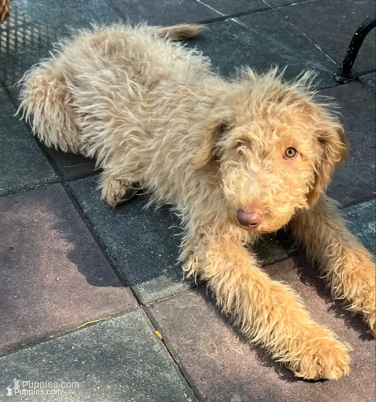 Cocoas Orange collar – Labradoodle puppy for sale in Summerfield, FL