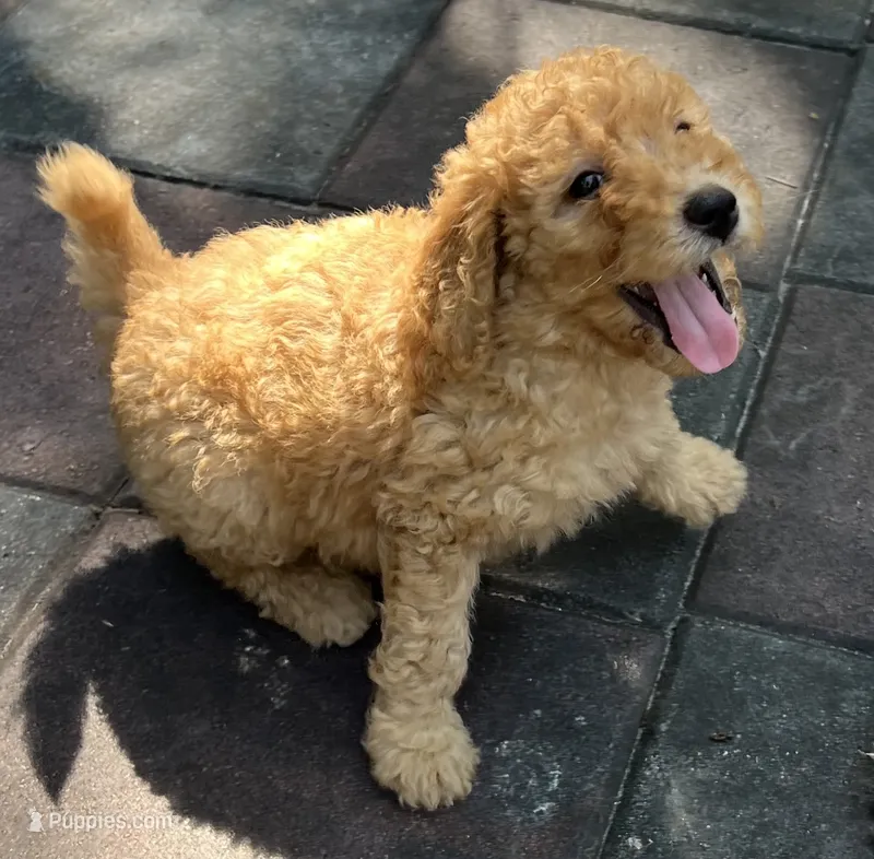 Ambers Yellow – Goldendoodle puppy for sale in Summerfield, FL