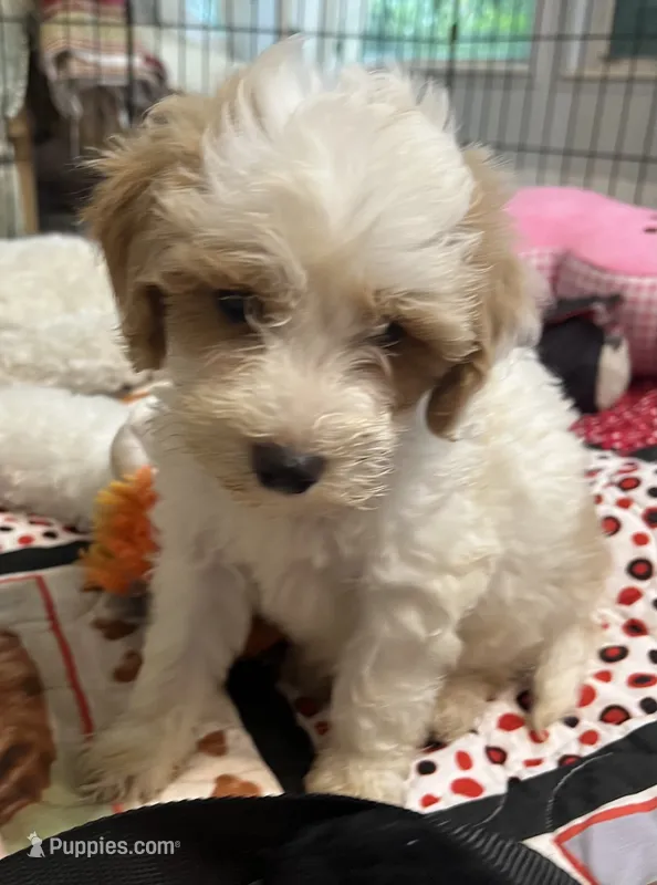 Willow Blue collar MINI – Goldendoodle puppy for sale in Summerfield, FL