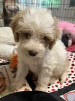 Willow Blue collar MINI, a male Goldendoodle for sale in Summerfield, FL – 1 of 6