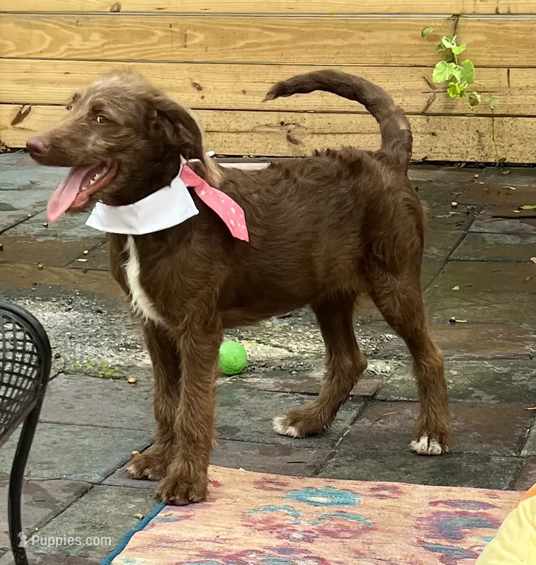 Joy – Labradoodle puppy for sale in Summerfield, FL