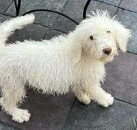 Cocoas Purple, a female Labradoodle for sale in Summerfield, FL – 10 of 10
