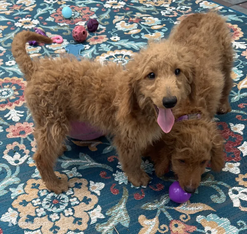 Gator mini/medium – Miniature Goldendoodle puppy for sale in Summerfield, FL
