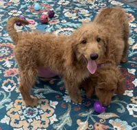Gator mini/medium, a male Miniature Goldendoodle for sale in Summerfield, FL – 1 of 7