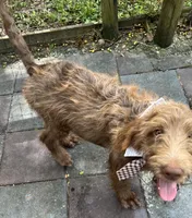 Joey, a male Labradoodle for sale in Summerfield, FL – 9 of 9
