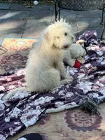 Cocoas Purple, a female Labradoodle for sale in Summerfield, FL – 8 of 10