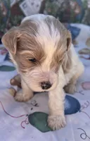 MINI MED Daisy Blue collar boy, a male Goldendoodle for sale in Summerfield, FL – Photo 4 of 10