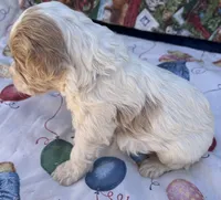 MINI MED Daisy Blue collar boy, a male Goldendoodle for sale in Summerfield, FL – Photo 5 of 10