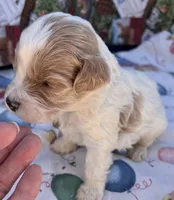 MINI MED Daisy Blue collar boy, a male Goldendoodle for sale in Summerfield, FL – Photo 3 of 10