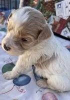 MINI MED Daisy Blue collar boy, a male Goldendoodle for sale in Summerfield, FL – Photo 9 of 10