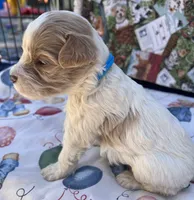 MINI MED Daisy Blue collar boy, a male Goldendoodle for sale in Summerfield, FL – Photo 10 of 10