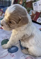 MINI MED Daisy Blue collar boy, a male Goldendoodle for sale in Summerfield, FL – Photo 7 of 10