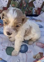 MINI MED Daisy Blue collar boy, a male Goldendoodle for sale in Summerfield, FL – Photo 6 of 10