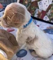 MINI MED Daisy Blue collar boy, a male Goldendoodle for sale in Summerfield, FL – Photo 1 of 10