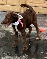 Joy, a female Labradoodle for sale in Summerfield, FL – 5 of 6