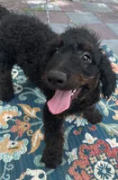 Yoda, a male Miniature Goldendoodle for sale in Summerfield, FL – 2 of 6
