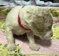 Daisys Red Collar Cream Parti boy Mini/ Medium Goldendoodle, a male Goldendoodle for sale in Summerfield, FL – 5 of 5