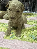 Daisys White Collar Cream boy Mini/ Medium Goldendoodle, a male Goldendoodle for sale in Summerfield, FL – 2 of 3