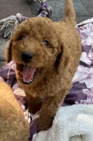 Ambers Blue, a male Goldendoodle for sale in Summerfield, FL – 2 of 6
