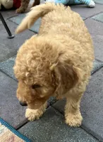 Ambers Orange, a male Goldendoodle for sale in Summerfield, FL – 5 of 8