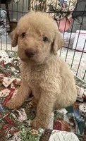 Cocoas Orange collar, a male Labradoodle for sale in Summerfield, FL – 2 of 5