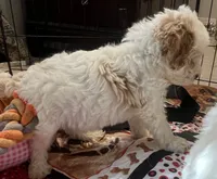 Willow Purple collar MINI, a female Goldendoodle for sale in Summerfield, FL – 6 of 8