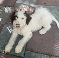 Mochas Yellow Collar, a male Labradoodle for sale in Summerfield, FL – 3 of 4