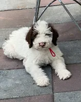 Mocha Red Collar, a male Labradoodle for sale in Summerfield, FL – 2 of 3