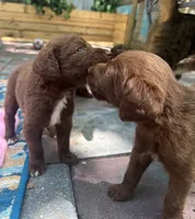 Diamonds Orange collar boy, a male Labradoodle for sale in Summerfield, FL – 2 of 3
