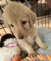 Cocoas yellow collar, a male Labradoodle for sale in Summerfield, FL – 3 of 4