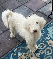 Cocoas Purple, a female Labradoodle for sale in Summerfield, FL – 9 of 10