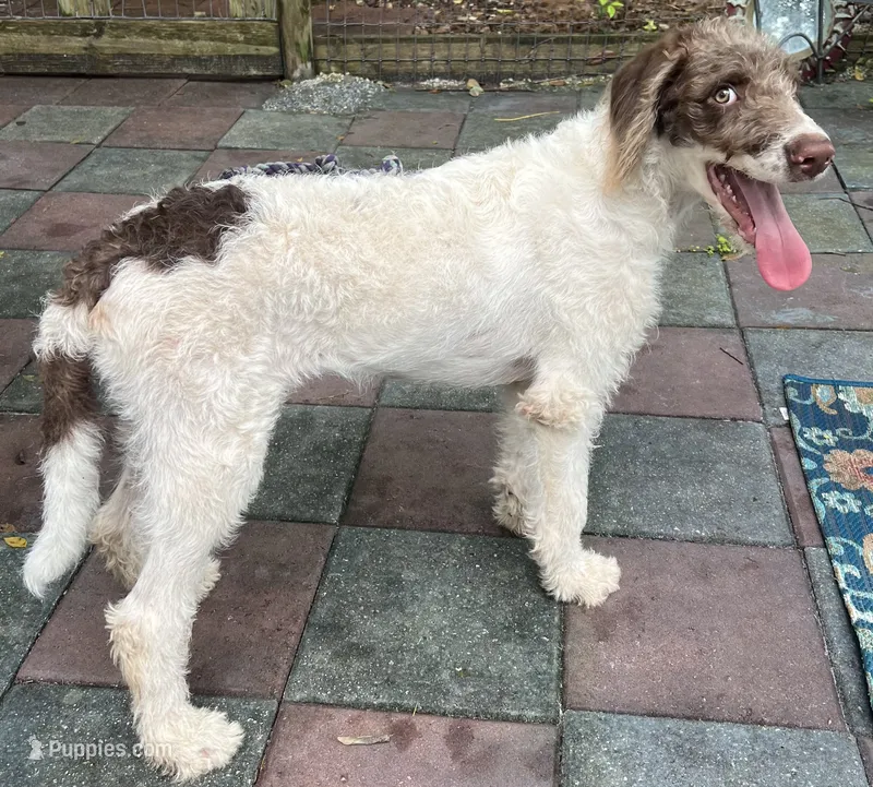 Wally: Mocha White Collar – Labradoodle puppy for sale in Summerfield, FL