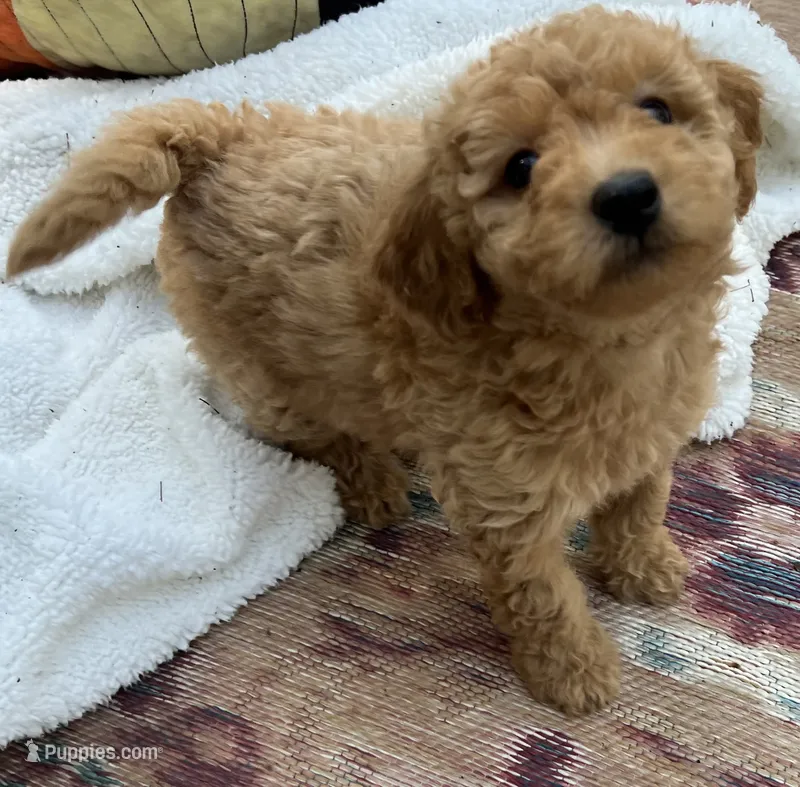 Amber Purple mini – Goldendoodle puppy for sale in Summerfield, FL