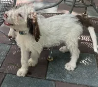 Mocha Green Collar, a male Labradoodle for sale in Summerfield, FL – 3 of 9