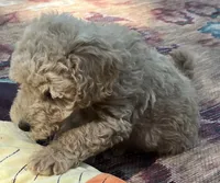 Ambers White, a male Goldendoodle for sale in Summerfield, FL – 4 of 4