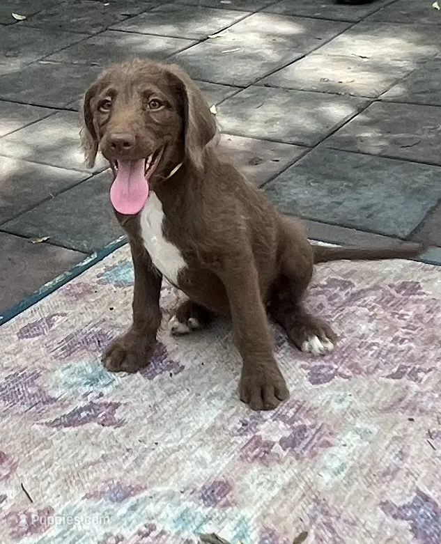 Diamonds Yellow collar girl – Labradoodle puppy for sale in Summerfield, FL
