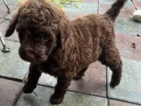 Aussies purple collar, a female Labradoodle for sale in Summerfield, FL – 6 of 6