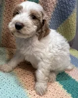 Willow Orange collar MINI, a female Goldendoodle for sale in Summerfield, FL – 4 of 8