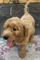 Daisys Purple Collar Cream Girl Mini/ Medium Goldendoodle, a female Goldendoodle for sale in Summerfield, FL – 7 of 9