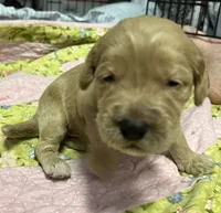 Daisys Yellow Collar Cream boy Mini/ Medium Goldendoodle, a male Goldendoodle for sale in Summerfield, FL – 4 of 4