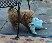 Amber Purple mini, a female Goldendoodle for sale in Summerfield, FL – 3 of 8