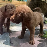 Diamonds Orange collar boy, a male Labradoodle for sale in Summerfield, FL – 3 of 3