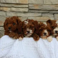 processed/138916ee-b895-40d2-92e3-f124d6e378e2/facility/cc09320f-61da-459d-ac89-d835f5095579