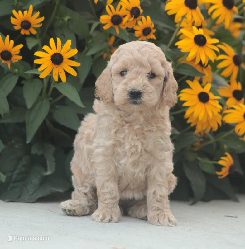 Hailey – Miniature Goldendoodle puppy for sale in Newmanstown, PA