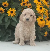 Hailey, a female Miniature Goldendoodle for sale in Newmanstown, PA – 1 of 1